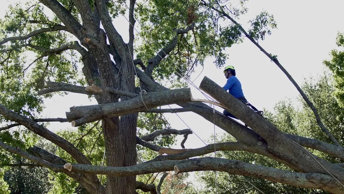 Professional Crown Thinning performed by certified arborists in Glenburn